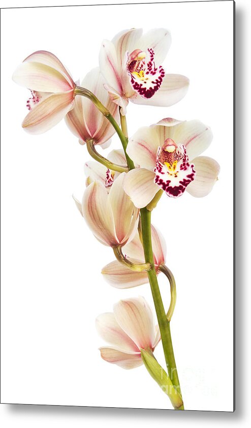 Orchid Metal Print featuring the photograph Cymbidium - Boat Orchid by Ann Garrett