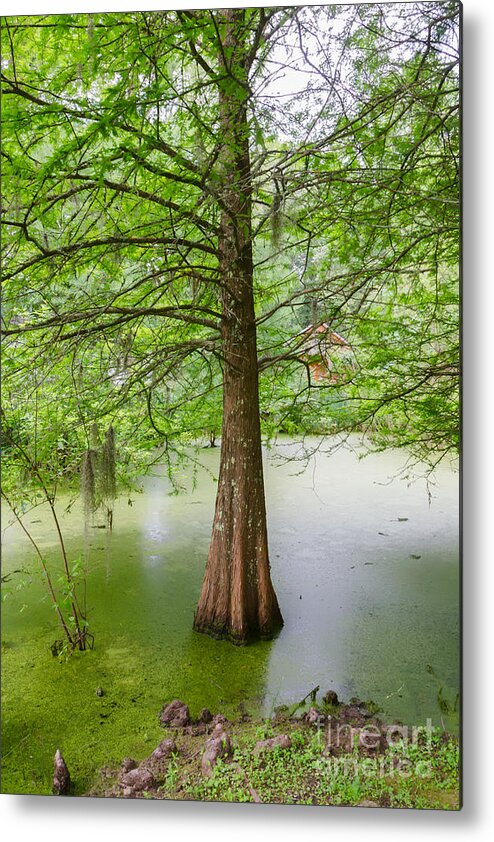 Tree Metal Print featuring the photograph Cypress at Myrtle's Plantation by Kathleen K Parker