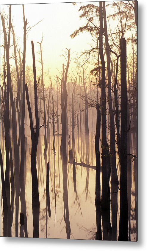 Cypress Metal Print featuring the photograph Cypress Swamp by James C Richardson