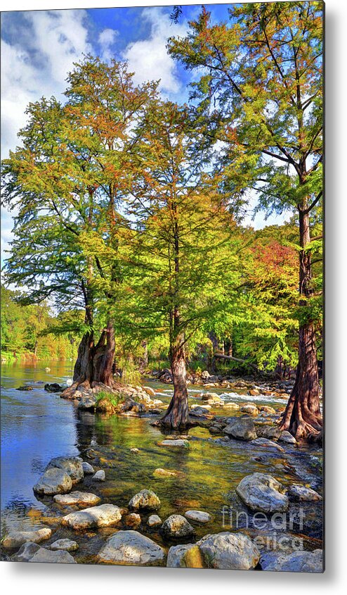 Guadalupe Metal Print featuring the photograph Cypress Trees along the Guadalupe River by Savannah Gibbs