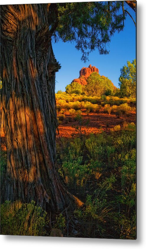 Red Rocks Sedona Scenic. Northern Arizona Landscape Metal Print featuring the photograph Cypress with Bell Rock by Bob Coates