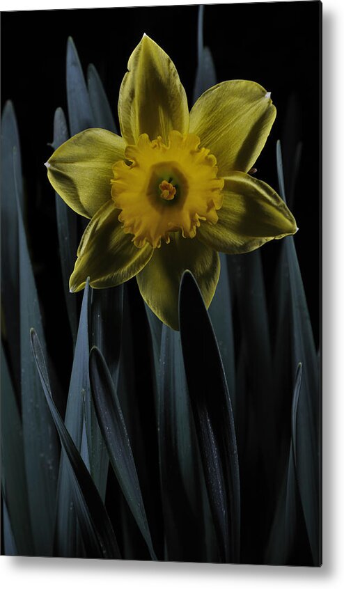Daffodil Metal Print featuring the photograph Daffodil By Moonlight by Mark Fuller