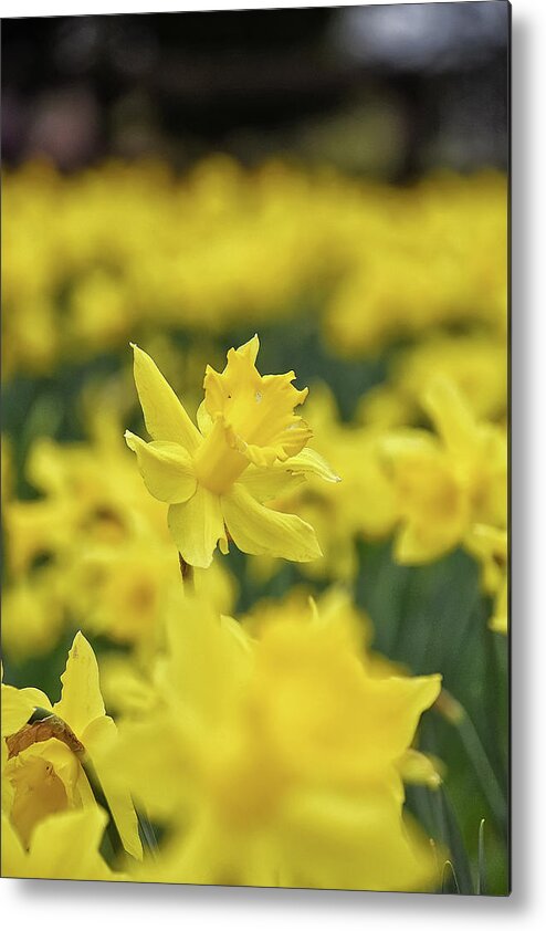 Daffodil Metal Print featuring the photograph Daffodil by Kuni Photography