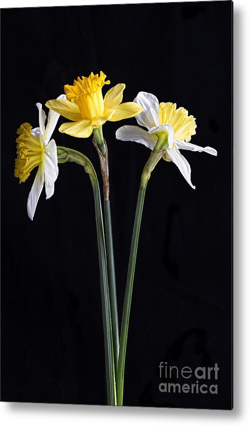 Daffodils Metal Print featuring the photograph Daffodils by Elena Nosyreva