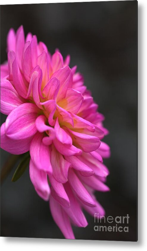 Dahlia Flower Metal Print featuring the photograph Dahlia Drama by Joy Watson