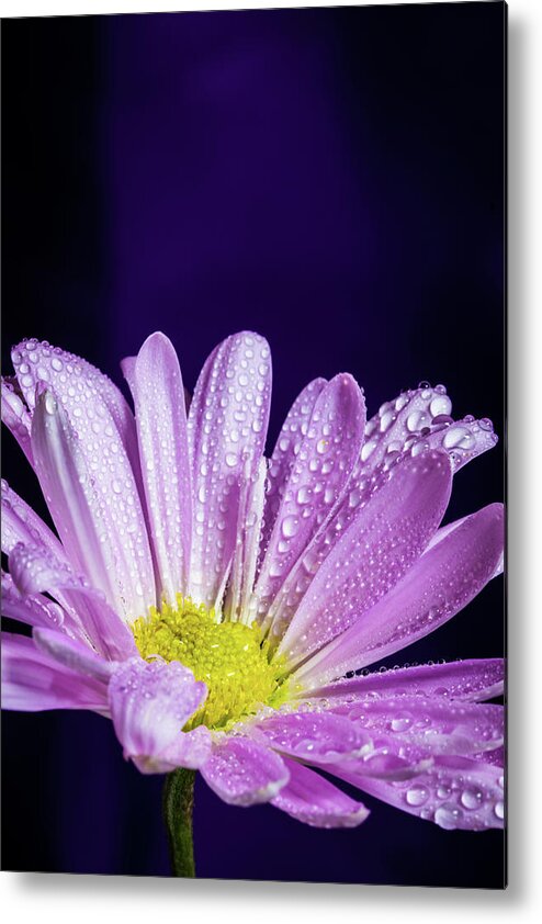 Daisy Metal Print featuring the photograph Daisy After the Rain by Tammy Ray