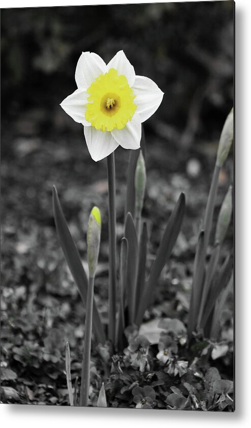 Daffodil Metal Print featuring the photograph Dallas Daffodils 13 by Pamela Critchlow