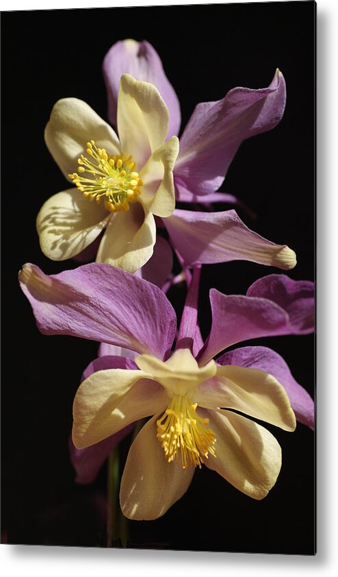 Purple Metal Print featuring the photograph Dancing Columbine by Tammy Pool