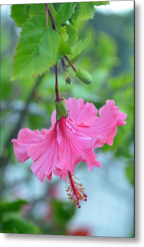 Flower Metal Print featuring the photograph Dancing Lady Pink Hibiscus by Amy Fose