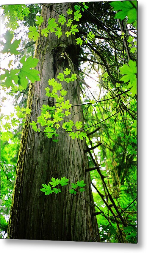 Tree Metal Print featuring the photograph Dancing Leaves by Kathy Bassett