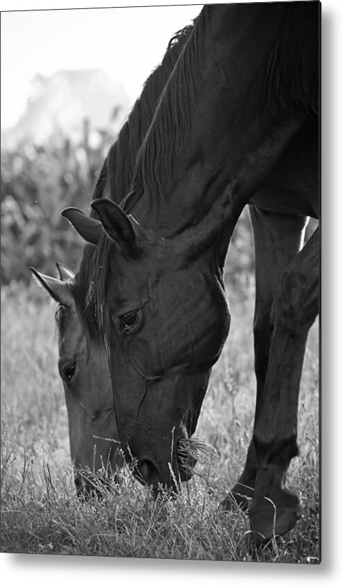 Horse Metal Print featuring the photograph Das Pferde by Edward Myers