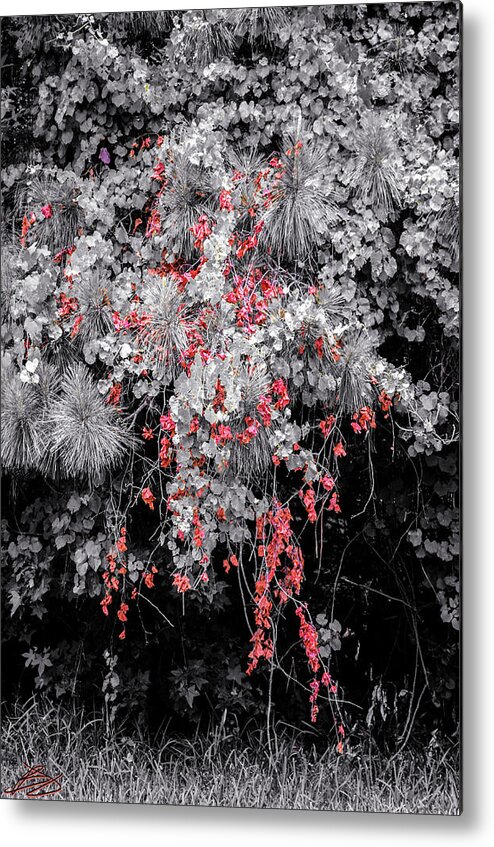 Nature Metal Print featuring the photograph Dead but not gone 2.0 by Bradley Dever