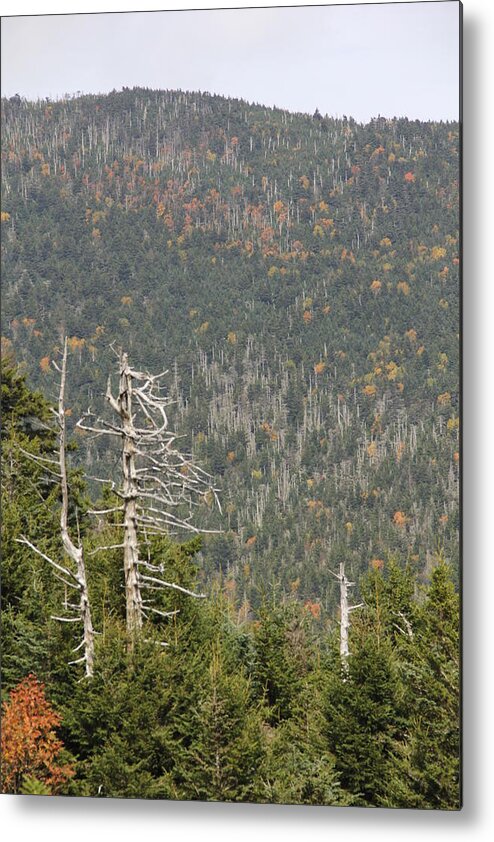 Dead Tree Metal Print featuring the photograph Deeper Into Forest by Allen Nice-Webb