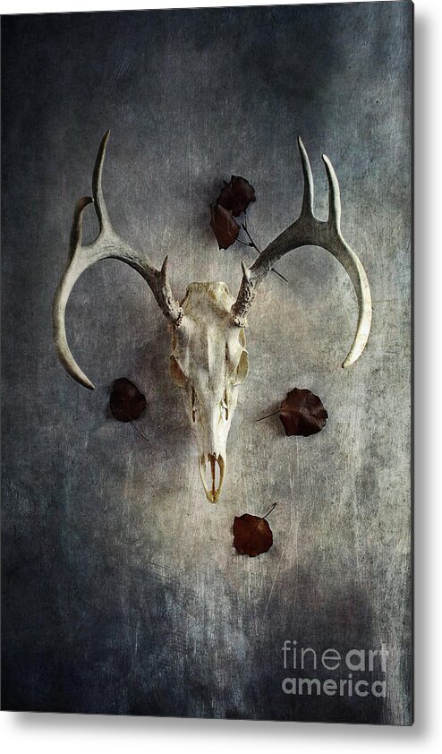 Deer Metal Print featuring the photograph Deer Buck Skull with Fallen Leaves by Stephanie Frey