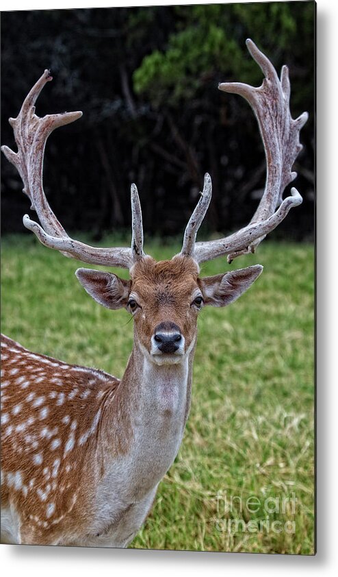 Deer Metal Print featuring the photograph Deer Portrait V3 by Douglas Barnard