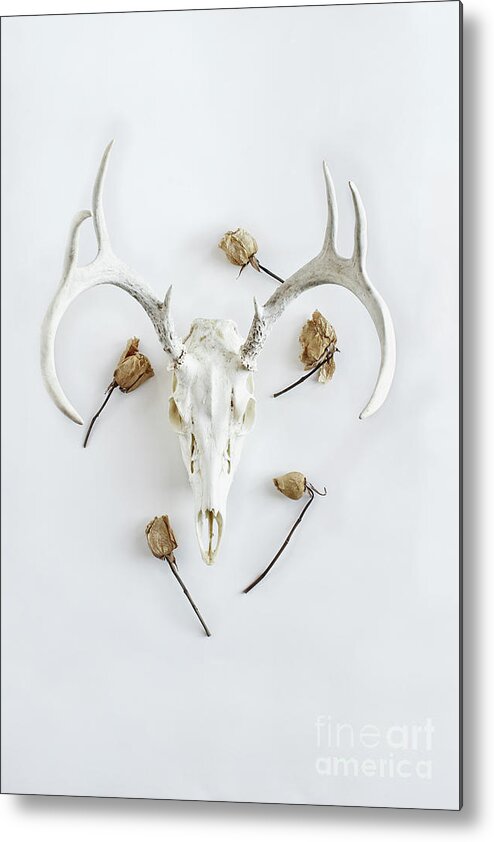 Deer Metal Print featuring the photograph Deer skull with antlers and roses by Stephanie Frey