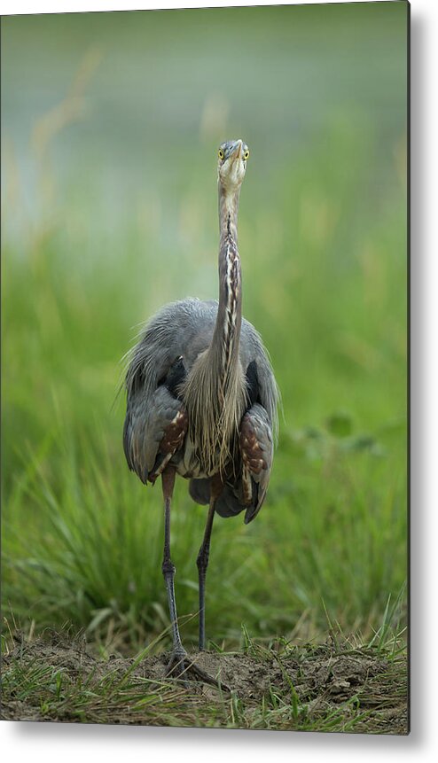 Heron Metal Print featuring the photograph Defensive Great Blue Heron by Angie Vogel