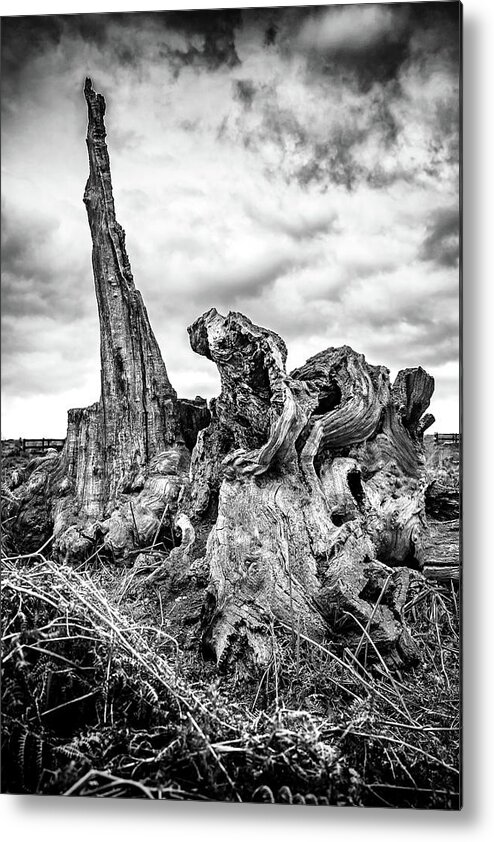 Tree Metal Print featuring the photograph Defiance by Nick Bywater