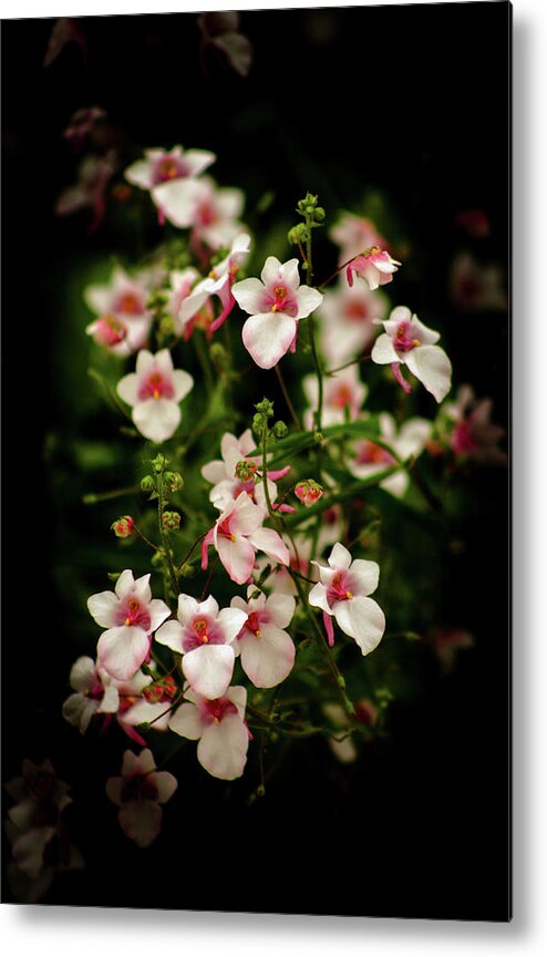 Delicate Flowers Metal Print featuring the photograph Delicate Flowers 3738 H_2 by Steven Ward