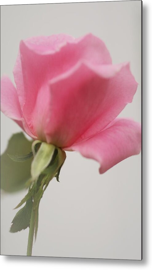  Metal Print featuring the photograph Delicate Sweet Gesture by The Art Of Marilyn Ridoutt-Greene