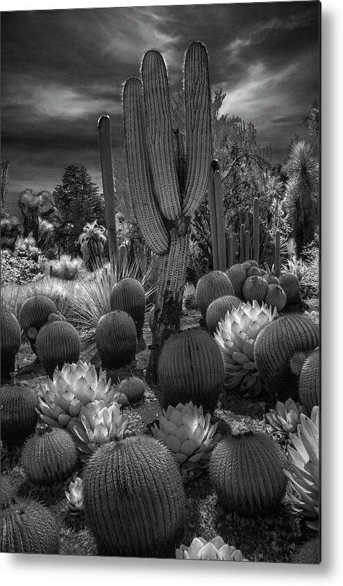 Art Metal Print featuring the photograph Desert Garden with Cacti at the Huntington Botanical Garden in California by Randall Nyhof