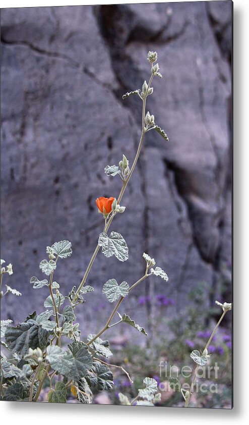 Orange Metal Print featuring the photograph Desert Orange by Suzanne Oesterling