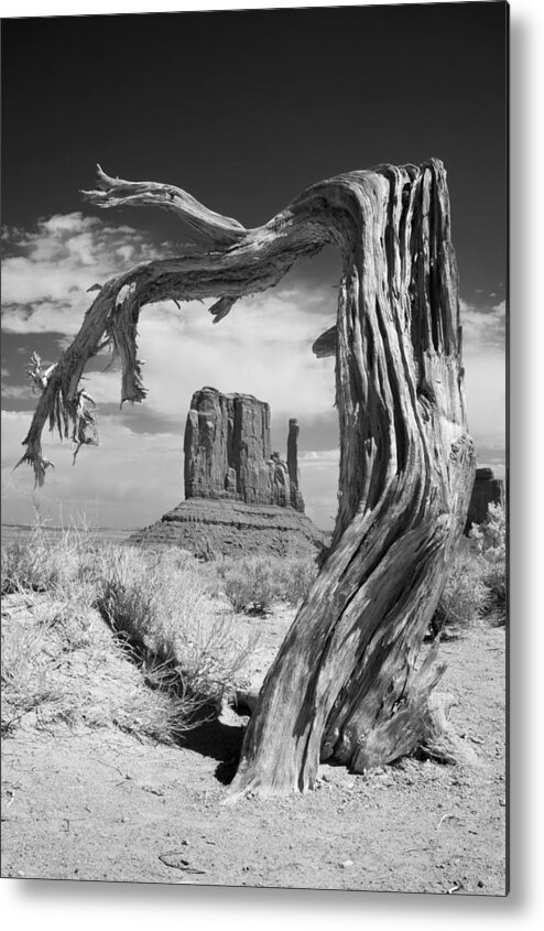 Black Metal Print featuring the photograph Desert Tree by Mike Irwin