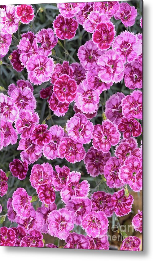 Dianthus Gold Dust Metal Print featuring the photograph Dianthus Gold Dust by Tim Gainey