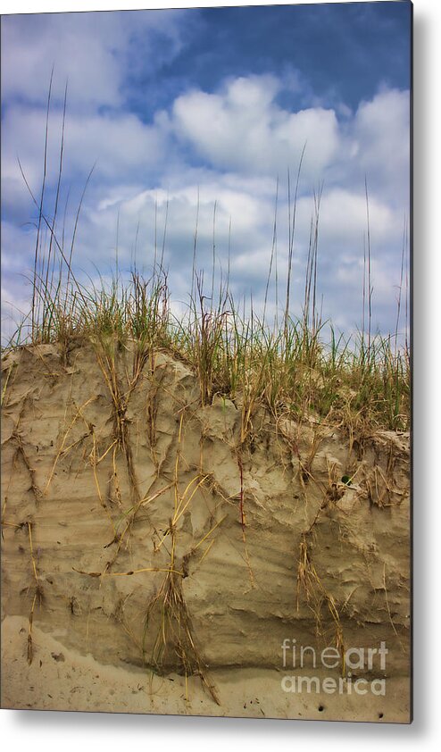 Sand Dunes Metal Print featuring the photograph Digging in Deep in Sand Dunes by Roberta Byram