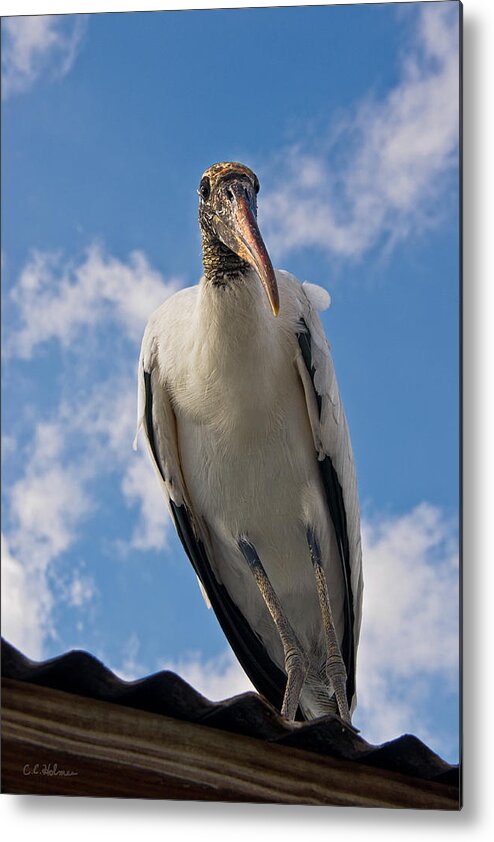 Stork Metal Print featuring the photograph Do I Know You by Christopher Holmes
