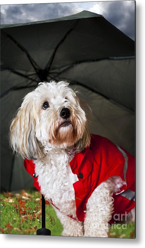 Dog Metal Print featuring the photograph Dog under umbrella by Elena Elisseeva