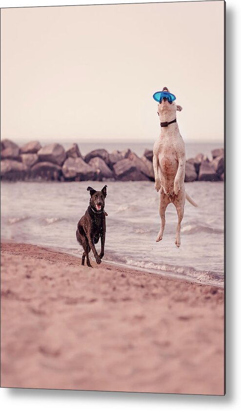 Action Metal Print featuring the photograph Dog with frisbee by Peter Lakomy