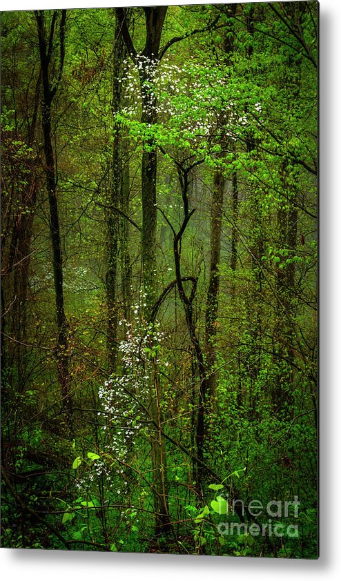 Spring Metal Print featuring the photograph Dogwood in the Forest by Thomas R Fletcher