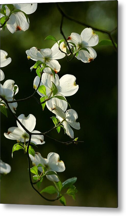 Dogwood Flowers Metal Print featuring the photograph Dogwood Retrospective by Michael Dougherty