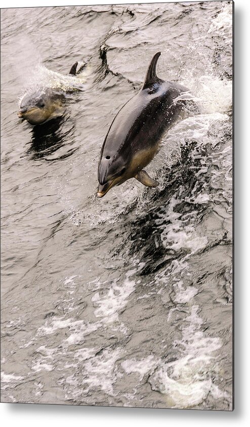 Dolphin Metal Print featuring the photograph Dolphins by Werner Padarin