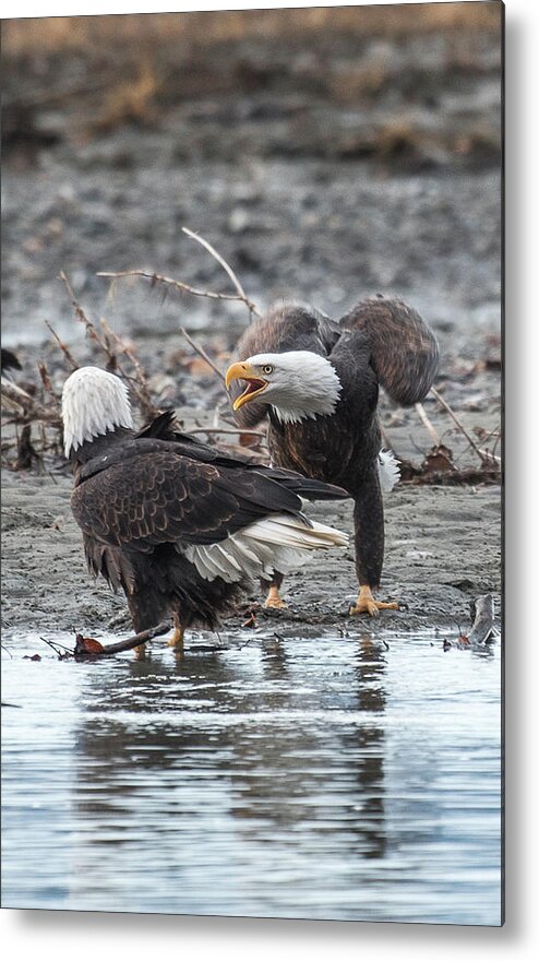 Bald Eagle Metal Print featuring the photograph Domestic Dispute by David Kirby