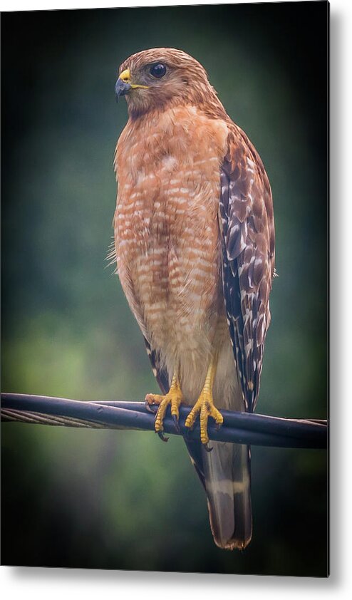 Animal Metal Print featuring the photograph Dominique the Hawk by Michael Sussman