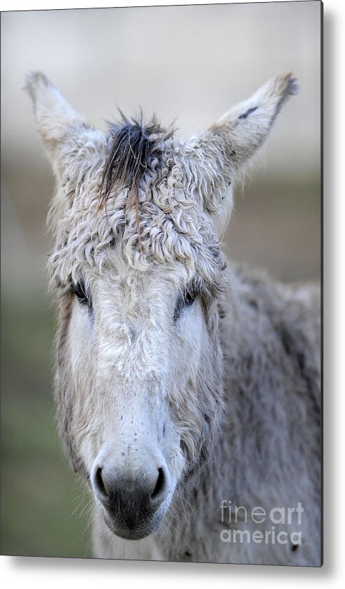 Donkeys Metal Print featuring the photograph Donkeys #1130 by Carien Schippers