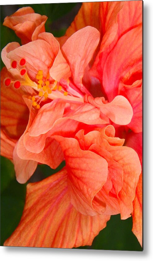 Hibiscus Metal Print featuring the photograph Double Hibiscus by Judy Hall-Folde
