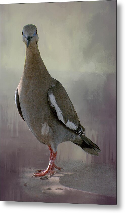 Dove Metal Print featuring the photograph Dove in Grey by Peggy Blackwell