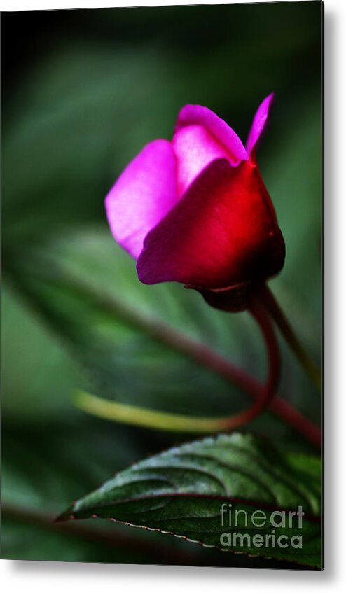 Rose Metal Print featuring the photograph Dreams Realized by Linda Shafer