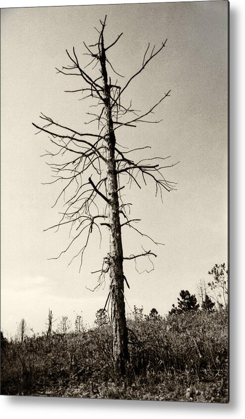 Tree Metal Print featuring the photograph Drift Tree by Amarildo Correa