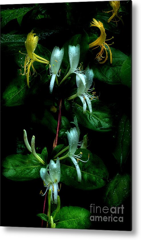 Japanese Honeysuckle Metal Print featuring the photograph Drifting Scent Of Honeysuckle by Michael Eingle