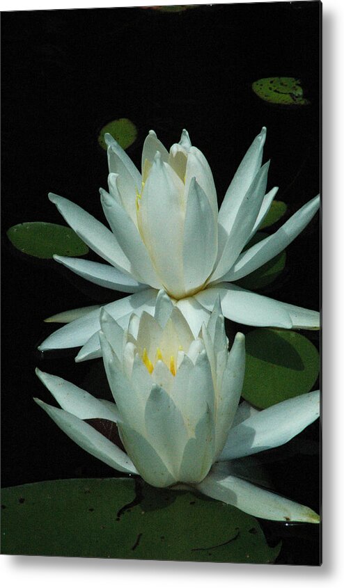 Water Metal Print featuring the photograph Dual Lilies by David Weeks