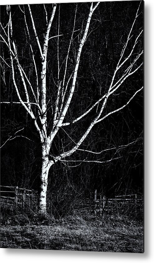 New Hampshire Spring Metal Print featuring the photograph Dublin Birch by Tom Singleton