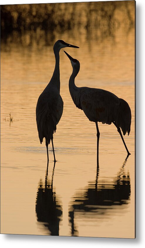 Wild Metal Print featuring the photograph Duet of Cranes by Mark Miller