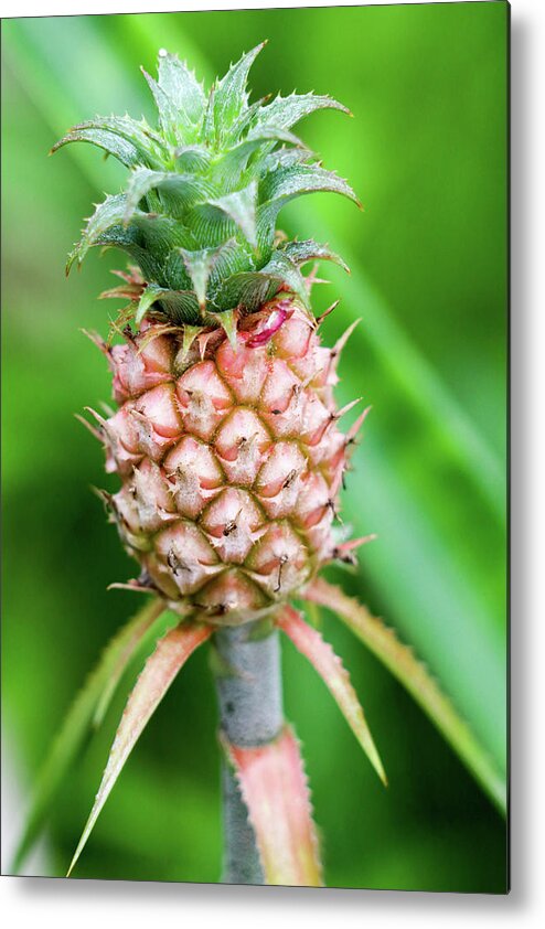 Pineapple Metal Print featuring the photograph Dwarf Pineapple II by Mary Anne Delgado