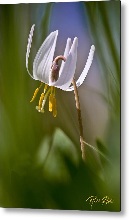Flower Metal Print featuring the photograph Dwarf Trout Lily by Rikk Flohr