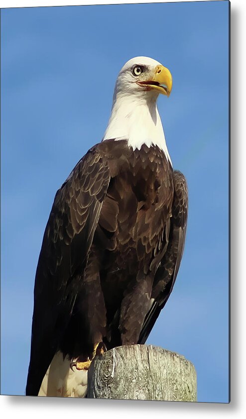 Eagle Metal Print featuring the photograph Eagle Standing Proud by TnBackroadsPhotos