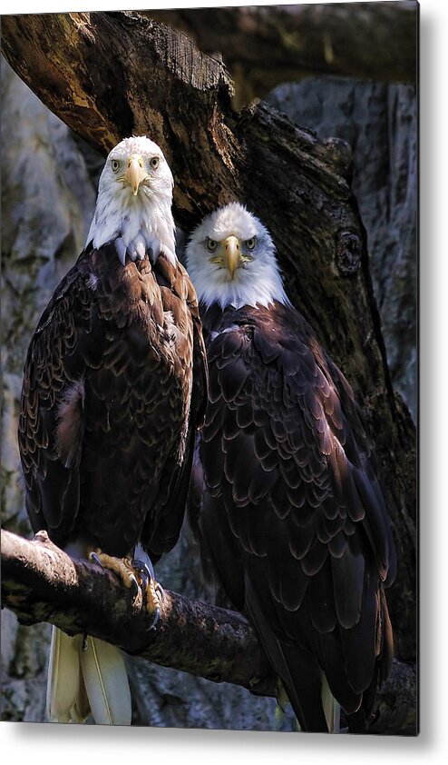 Eagles Metal Print featuring the photograph Eagles by Edward Sobuta